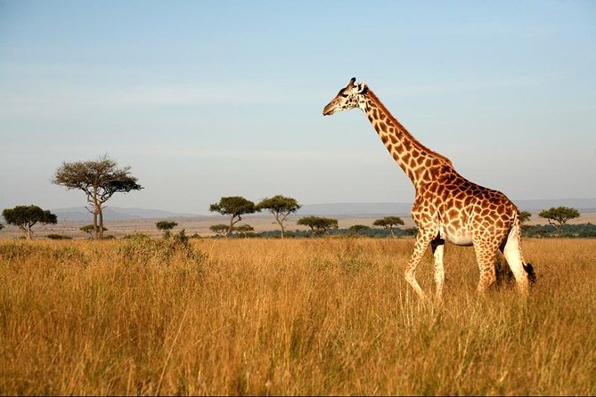 6 Days of Kenyan Wonders: Amboseli, Lake Nakuru, and Masai Mara - Guides, comfort, and the private format