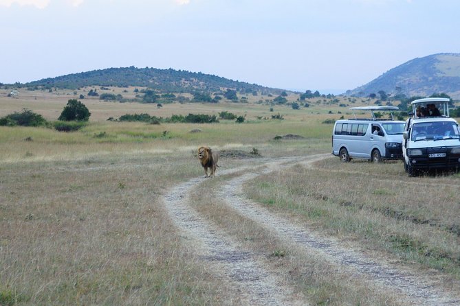 6 Days private safari package Kenya - What the Game Drives May Feel Like
