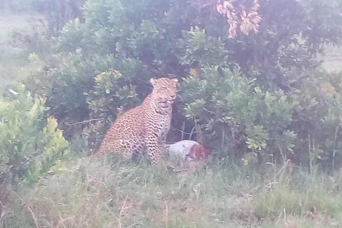 6 Days Safari to Samburu N/R, Aberdare N/P, Nakuru N/P and Maasai Mara N/R. - Aberdare’s forest, waterhole, and unusual animals
