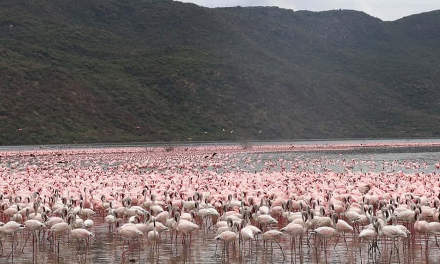 6 Days Small Group Safari To Masai Mara, Nakuru And Amboseli - Key points to know before booking