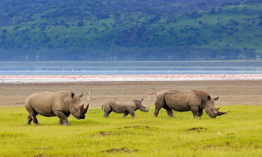 6 Days Small Group Safari To Masai Mara, Nakuru And Amboseli - Day 3: Leaving the Mara for Lake Nakuru