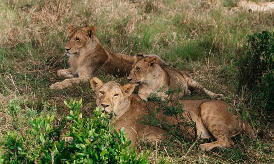 6 Days Small Group Safari To Masai Mara, Nakuru And Amboseli - Day 5: Elephants and Kilimanjaro in Amboseli
