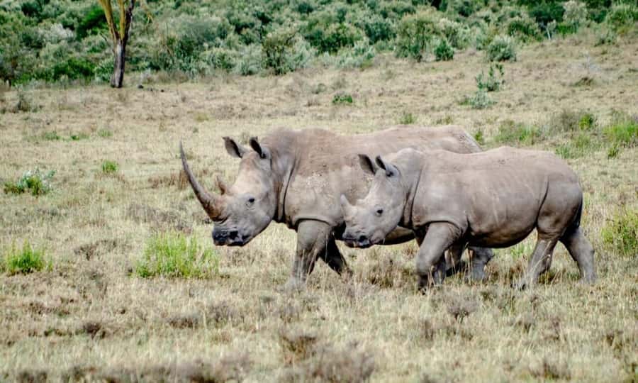6 Days Small Group Safari To Masai Mara, Nakuru And Amboseli - What the $750 price really covers