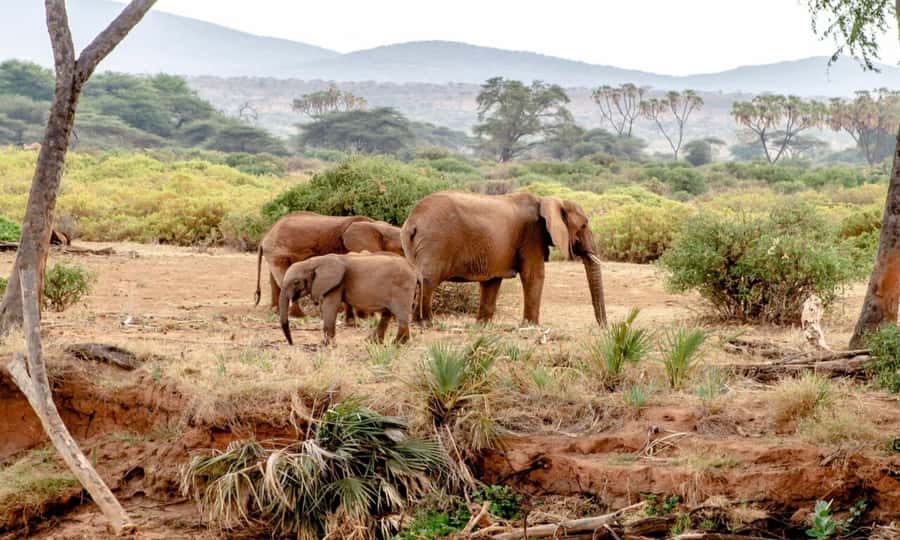 6 Days Small Group Safari To Masai Mara, Nakuru And Amboseli - Vehicle size, guides, and group comfort