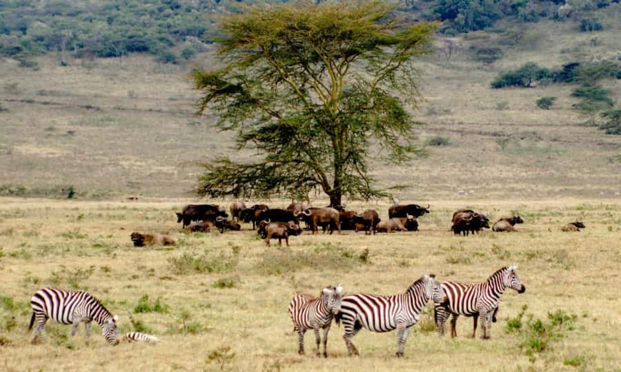6 Days Small Group Safari To Masai Mara, Nakuru And Amboseli - Day 1: Nairobi, the Rift Valley, and Maasai Mara