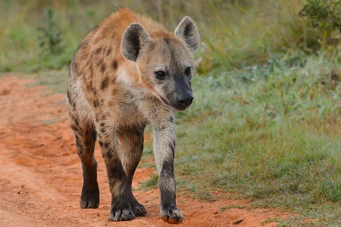 6 nights 7 days Masai Mara budget safari. - Day 2: Flamingoes and wildlife at Lake Nakuru