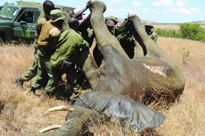 6 nights 7 days Masai Mara budget safari. - Day 1: Amboseli and the first afternoon game drive