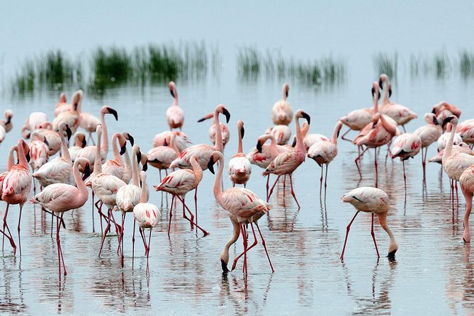 6Days Amboseli, Lake Nakuru and Masai Mara Camping Safari on Jeep - Day 3: The long road to Lake Nakuru