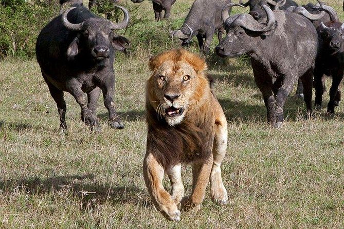 6Days Amboseli, Lake Nakuru and Masai Mara Camping Safari on Jeep - Day 6: Final Mara sightings and the drive to Nairobi