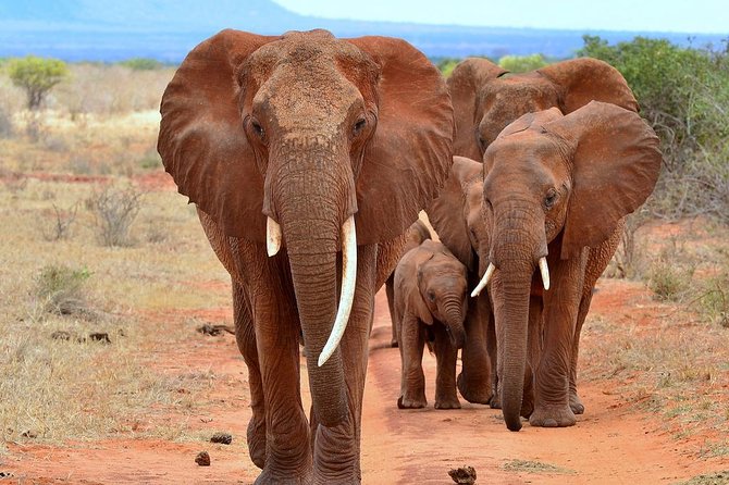 6Days Amboseli, Lake Nakuru and Masai Mara Camping Safari on Jeep - Camping, meals, and daily comfort