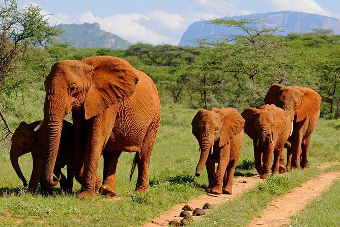 6Days Amboseli, Lake Nakuru and Masai Mara Camping Safari on Jeep - Day 2: A full day among Amboseli’s elephants