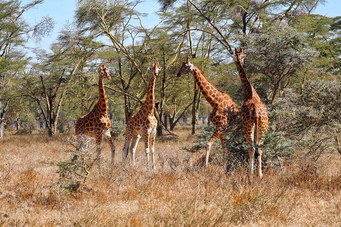 6days Masai mara-lake nakuru via Lake naivasha-Amboseli 4x4 jeep Safari - Why this route works, and where it feels rushed