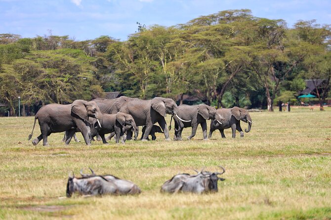 6days Masai mara-lake nakuru via Lake naivasha-Amboseli 4x4 jeep Safari - Day three: From the Mara to Lake Naivasha and Lake Nakuru