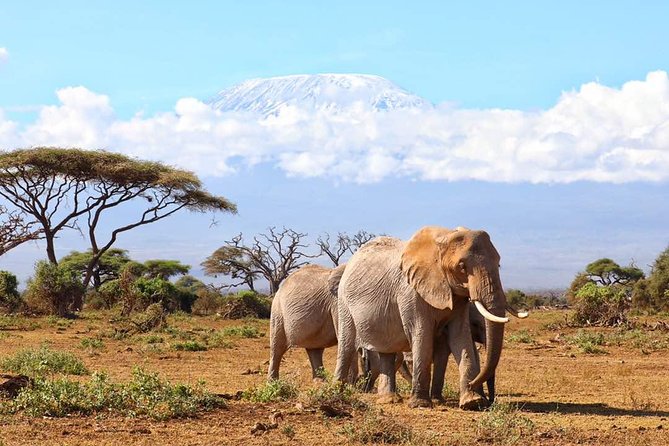 6days Masai mara-lake nakuru via Lake naivasha-Amboseli 4x4 jeep Safari - Day two: A full Maasai Mara game-drive day