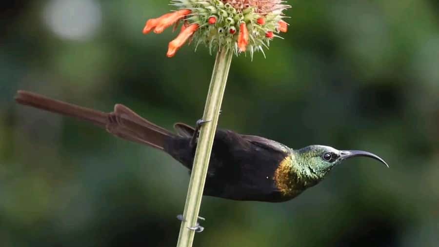 6hrs of Birdwatching in Nairobi National park - Key Points Before You Book