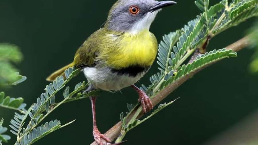 6hrs of Birdwatching in Nairobi National park - Dry Forest: Small Birds and Careful Listening