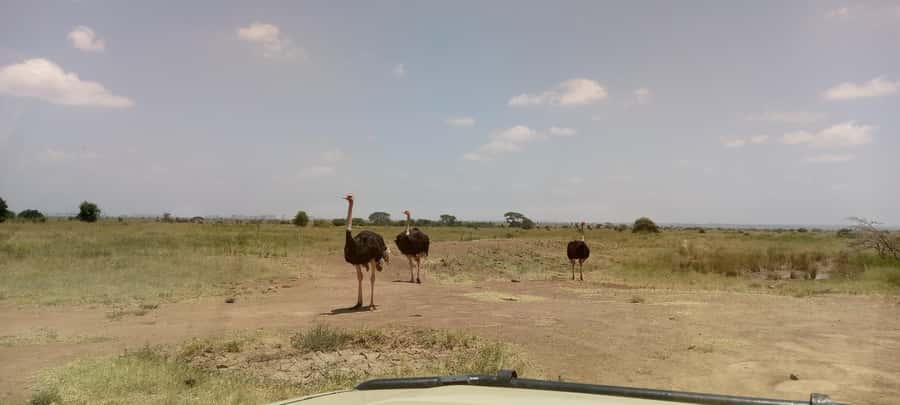 6hrs of Birdwatching in Nairobi National park - Dams and Wetlands: The Best Change of Pace
