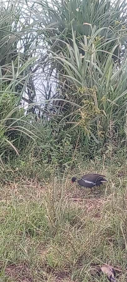 6hrs of Birdwatching in Nairobi National park - The Guides Make the Difference