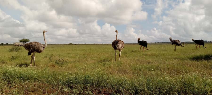 6hrs of Birdwatching in Nairobi National park - Price, Park Fees, and Overall Value