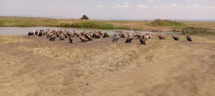 6hrs of Birdwatching in Nairobi National park - The Early Pickup and Ride Into the Park