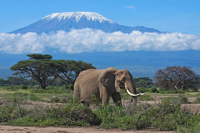 7 Day Maasai Mara, Lake Nakuru, Lake Naivasha and Amboseli Safari - Four parks in seven days