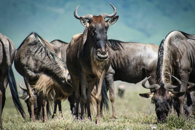 7 Day Maasai Mara, Lake Nakuru, Lake Naivasha and Amboseli Safari - Day 3: Leaving the Mara for Lake Nakuru