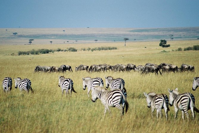 7 Day Maasai Mara, Lake Nakuru, Lake Naivasha and Amboseli Safari - Day 1: The Rift Valley and first Mara game drive