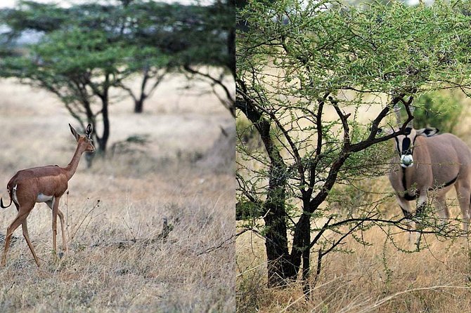 7 Day Maasai Mara, Lake Nakuru, Lake Naivasha and Samburu Safari - Why this route works so well in seven days