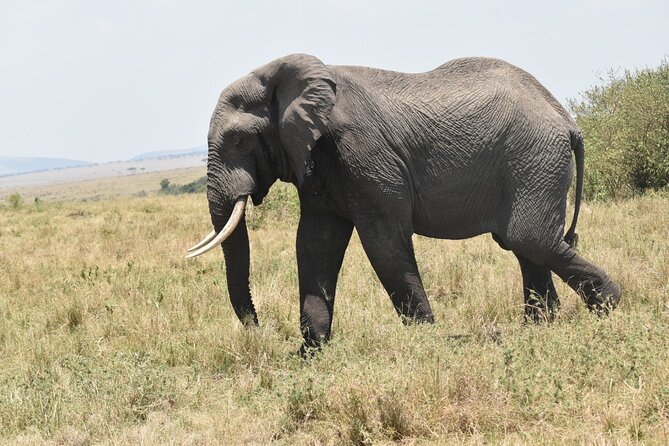 7 Day Private Jeep Safari, 5 star lodges with Balloon Ride Kenya - What the $3,654 price really covers