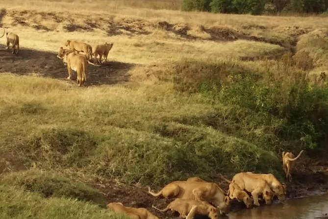 7-Day Private Safari to Amboseli National Park and Masai Mara - Key Things to Know Before You Book