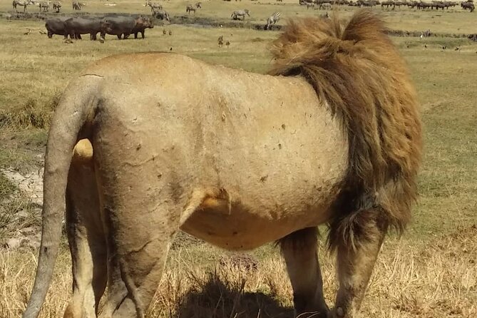 7-Day Private Safari to Amboseli National Park and Masai Mara - Entering the Masai Mara on Day Five