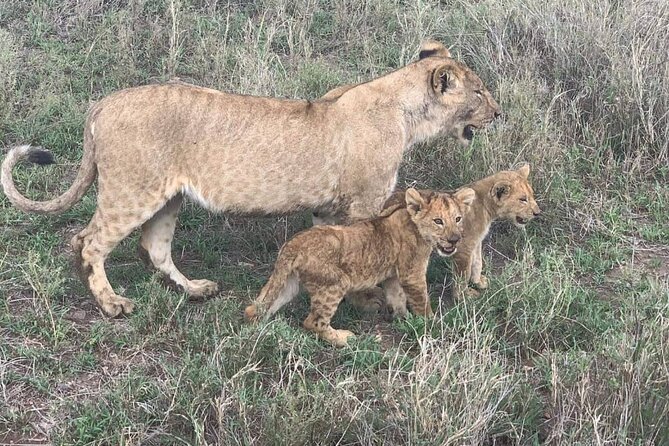 7-Day Private Safari to Amboseli National Park and Masai Mara - The Return to Nairobi and the Real Cost
