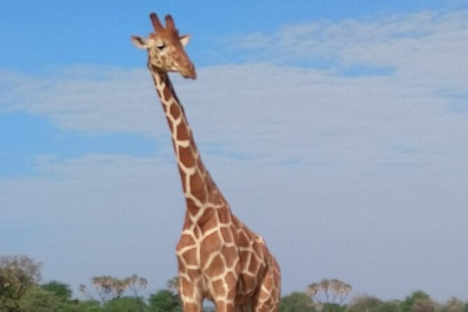 7-Day Private Safari to Amboseli National Park and Masai Mara - Guide Quality and Family Suitability