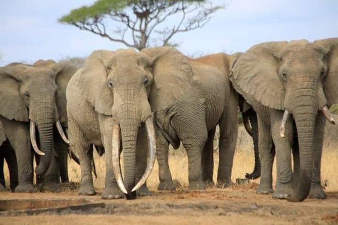 7-Day Private Safari to Amboseli National Park and Masai Mara - A Second Day for Amboseli’s Elephants