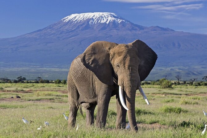 7-Day Private Tour in Kenya National Parks From Nairobi / Mombasa - The safari highlights at a glance