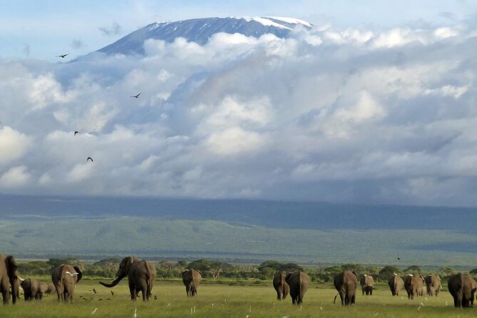 7-Day Private Tour in Kenya National Parks From Nairobi / Mombasa - What the $2,550 price includes