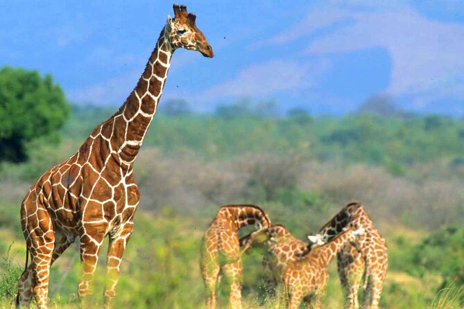 7-Day Private Tour in Kenya National Parks From Nairobi / Mombasa - Days 5 and 6: Amboseli beneath Mount Kilimanjaro