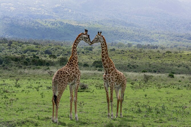 7-Day Private Tour in Kenya National Parks From Nairobi / Mombasa - The pop-top vehicle and the private format