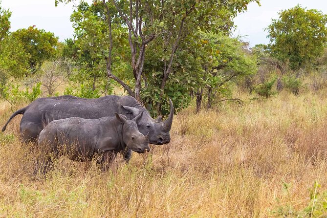 7-Day Private Tour in Kenya National Parks From Nairobi / Mombasa - Day 2: A full day among the Mara’s predators