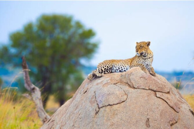7-Day Safari to Maasai Mara, Lake Naivasha and Amboseli from Nairobi - Nairobi to Maasai Mara, with the Great Rift Valley first