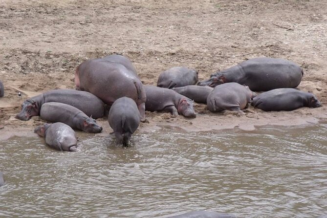 7-Day Safari to Maasai Mara, Lake Naivasha and Amboseli from Nairobi - Lake Naivasha adds bicycles, boats, birds, and hippos