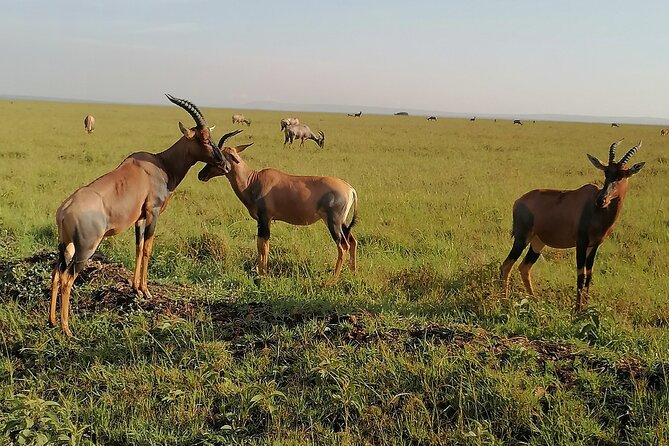 7-Day Safari to Maasai Mara, Lake Naivasha and Amboseli from Nairobi - What the $1,167.20 price really covers