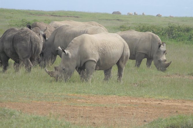 7 Days Amboseli-Lake Naivasha-Lake Nakuru & Masai Mara - Day three: Lake Naivasha and the optional island trip
