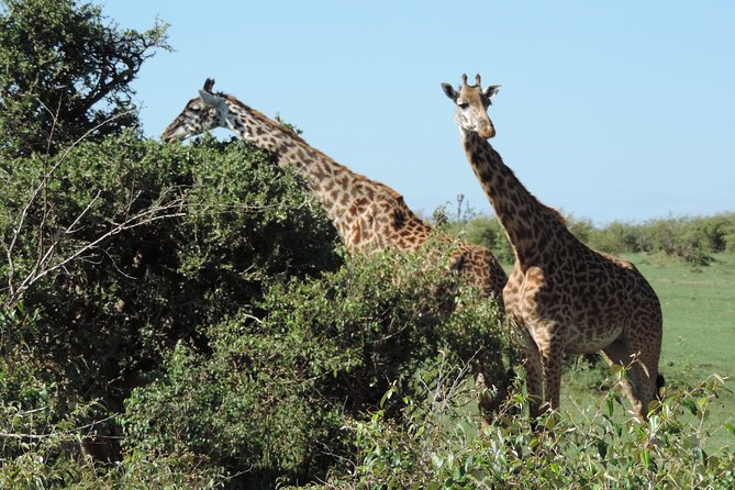 7 Days Amboseli-Lake Naivasha-Lake Nakuru & Masai Mara - Day four: rhinos and birdlife at Lake Nakuru