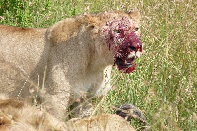 7 Days Amboseli-Lake Naivasha-Lake Nakuru & Masai Mara - Day seven: Maasai culture and the return to Nairobi