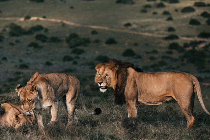 7 Days Best of Kenya Wildlife Safari - Day 2: A full eight-hour Maasai Mara game drive