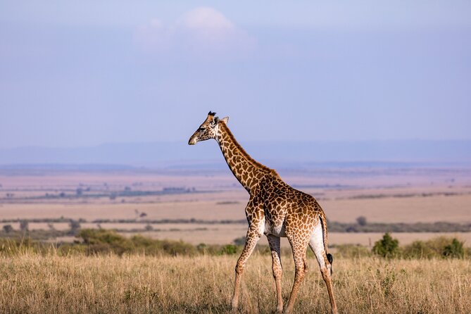 7 Days Best of Kenya Wildlife Safari - Day 6: Eight hours of game drives in Amboseli
