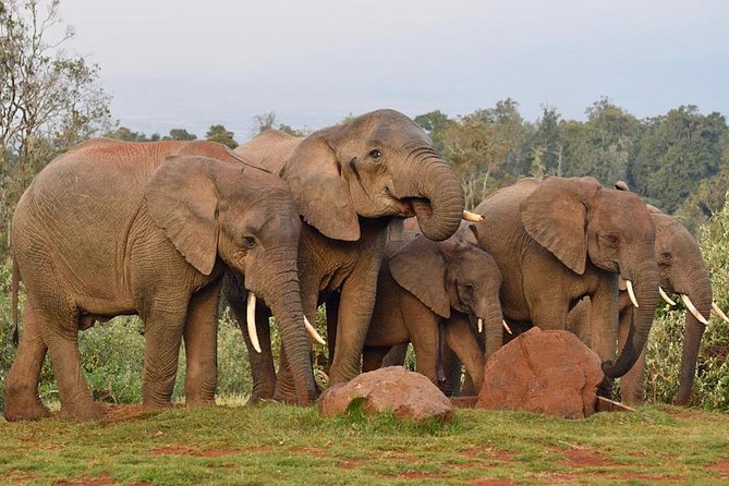 7 Days Breathtaking Kenya Wildlife Private Safari - Day 4: Lake Nakuru and the Great Rift Valley
