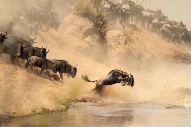 7 days Group Safari Masai Mara Lake Nakuru Hells gate & Amboseli - Day 4: A morning park drive, then Lake Naivasha by boat