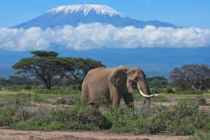 7 Days Into the Wild Wonder : Lodge Safari with Private 4x4 JEEP - Key Points to Know Before You Book